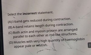 Select the incorrect statement. (A) I-band gets reduced during ... | Filo