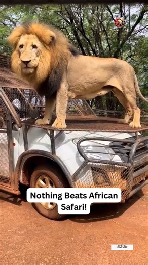 534K views · 7.8K reactions | Nothing beats an African Safari! Talk of the breathtaking landscapes, the wild encounters, and the unmatched beauty of nature in its purest form. An experience like no other! We do not own the copyright to this video. #AfricanSafari #ExploreAfrica #Wildlife #Adventure #TravelAfrica | Africa Global News | Facebook