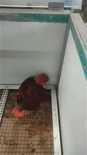 Fun fact: Female red-sided Eclectus parrots (Eclectus roratus polychloros) are one of the few bird species where the females are more brightly colored than the males—which is unusual in the bird world!While males are bright green to blend in with the canopy, females are a vivid red and purple, making them stand out. This bold coloration actually helps signal to potential mates and rivals that the female has a nesting site—since in the wild, nesting hollows are scarce and highly prized. Her brigh