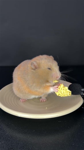 Hungry Hamster Eating Instant Noodles 🐹🍜 #cute #hamster
