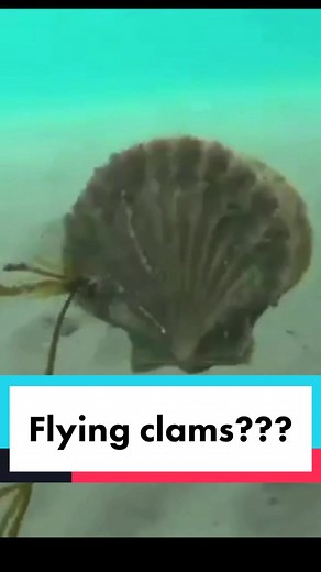 Spongebob wasn’t lying, scallops can fly #funfact#didyouknow#learnontiktok