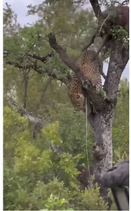 Leopard attack wildhog ￼ | Gavin Gordon