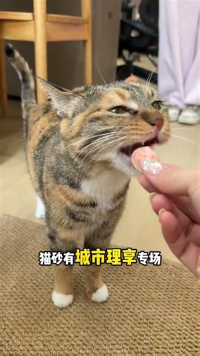 Beijing Pet Show Extravaganza: Your Furry Friends' Spring Fling