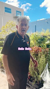 Sky Pencil is a superb form of Japanese Holly, with an upright, narrow growth habit perfect for small spaces, pots and containers. Evergreen foliage and no prickles!🌿 Shop Sky Pencil HERE👇 https://www.thetutuguru.com.au/shop/ilex-fastigiata-sky-pencil-holly-8-pot/ #hellohelloplants #skypencil #tree #garden #nursery #melbourne | Hello Hello Plants & Garden Supplies