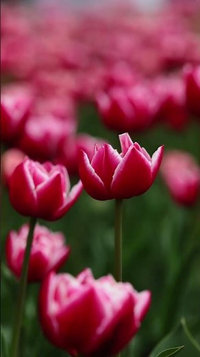 Beautiful Bright Colorful Tulip Field in Spring | Stunning Flower Garden Scenery 4K 2025