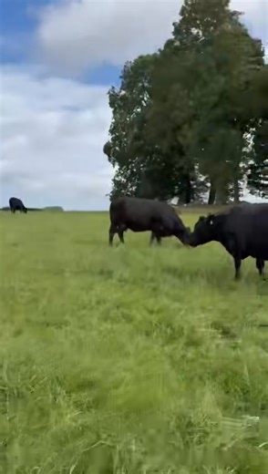 8.5K views · 52 reactions | Stirling Agricultural Centre Wednesday...