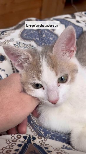 1K views · 9.6K reactions | Lorsqu’un chat adore un humain, il va lui...