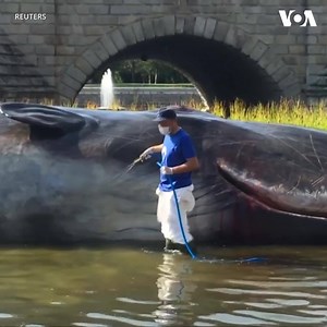 454K views · 1.7K reactions | Madrid awoke on Friday, September 14, to the sight of a 52-foot sperm whale beached on the banks of the Manzanares River, only to quickly discover the subject of the news was a sculpture. The installation is the work of the Captain Boomer Collective, a group of artists that aims to raise awareness on sea pollution. | Voice of America | Facebook