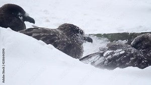 Southern Skua In storm Southern Skua In stormy weather of Antarctica