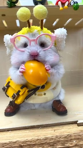 LittleBerry on Instagram: "#littlleberry777 #shorts #viral #trending #hamster #hamstergram #cutepet #trendingreels #hamster🐹 #viralshort"