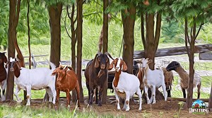 Goat Grinding Teeth: Causes, Treatment, and Prevention