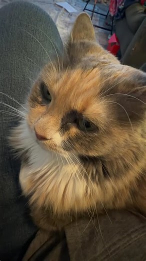 Suki the Calico Cat Won’t Leave My Lap