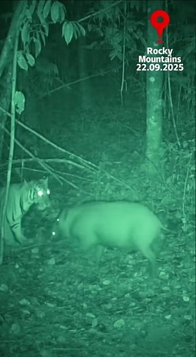 Tiger vs Wild Boar 🐅🐗 | Real Jungle Fight | Wild Animal Attack #wildfight #wildlife