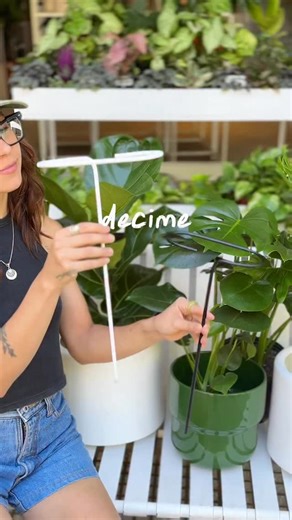 Plot twist: tu planta no está creciendo mal. Le falta sostén. Antes de atarla con cualquier cosa, hay algo que tenés que saber: no todos los tutores funcionan igual. 🌿 Tutor Clip Para plantas con varios tallos que necesitan guía y orden. Ideal para: • Monstera • Philodendron • Aglaonema Sujeta, direcciona y mantiene la forma sin invadir ✨ 🌿 Tutor O Para plantas de un solo tronco que necesitan estabilidad. Ideal para: • Ficus Abraza el tronco y le da firmeza real. Decinos qué planta tenés y te 