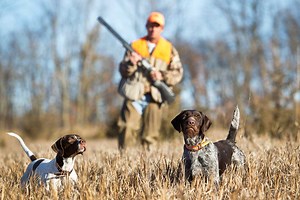 12 Best Gun Dog Gear Options