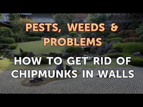 How to Get Rid of Chipmunks in Walls