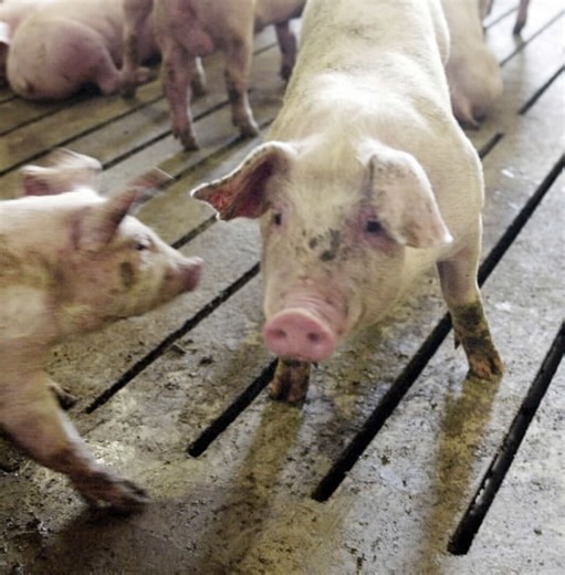 Pork industry continues to face challenges