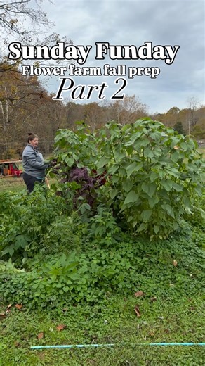 Part 2 of some fall flower farm prep we conquered on Sunday! Had to tear down all the sunflowers and other fall blooms, some of which never even bloomed 😭 Making room for all the Spring 2026 plans! 💐 | Jessi Grows Joy Flower Farm & Farmstand