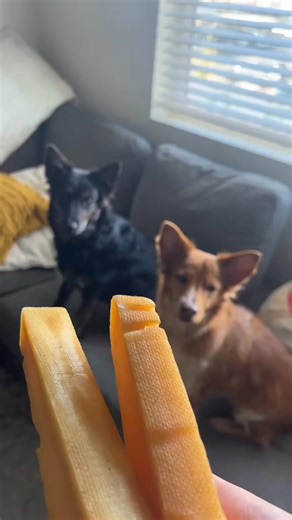 🐾 Keep your pup happy, healthy & chewing for hours! 💛 Our All-Natural Himalayan Yak Cheese Chews are long-lasting, protein-packed, and 100% digestible. ✨ No chemicals. No preservatives. Just pure goodness your dog will LOVE! 🛒 Grab your pack today & see those tails wag! 🐶💛 | HappyChews