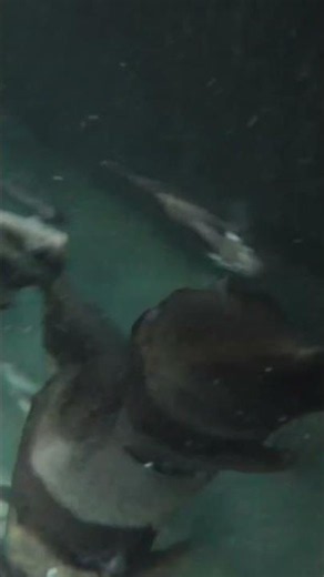 Batfish