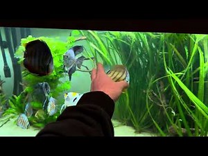 Aquarium Juwel Rio 350 P.scalare & Discus