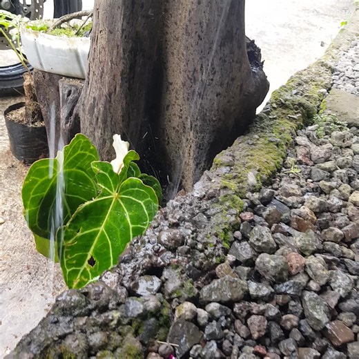 #pas tadi siang brgkt ke denpasar, kejebak hujan d shotcut bedugul