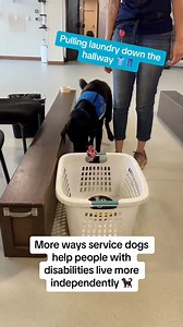 According to the Americans with Disabilities Act (ADA), #servicedogs are defined as dogs that are individually trained to do work or perform tasks for people with disabilities. 🐕‍🦺 In fact, Canine Companions service dog are expertly trained in up to 45 tasks to enhance independence for their handlers. ➡️ Learn more by visiting our service dog month page: canine.org/servicedogmonth #NationalServiceDogMonth #CelebrateThePros #LeadWithIndependence #servicedog #servicedogmonth ADI - Assistance Dog