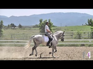 Lipizzani, cavalli della nobiltà