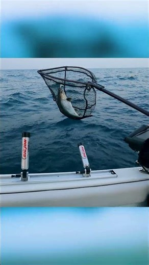 Spring Kings on the Move… Lake Michigan 🔥🎣