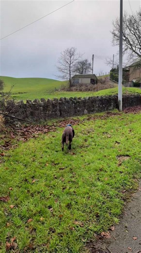 Dogs may display different trailing behaviours depending on the environment they are working in. Their proximity behaviour usually stays consistent though and there's no mistaking Lottie's. #GAK9 #sporttrailing #mantrailing #selfdiscovery #honesttrailing | Sport Trailing with Sniff & Trail