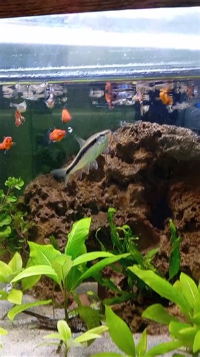 plant.yaas on Instagram