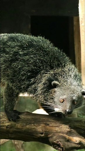 Meet the Palawan Bearcat – The Tree-Dwelling Mystery #animalshorts