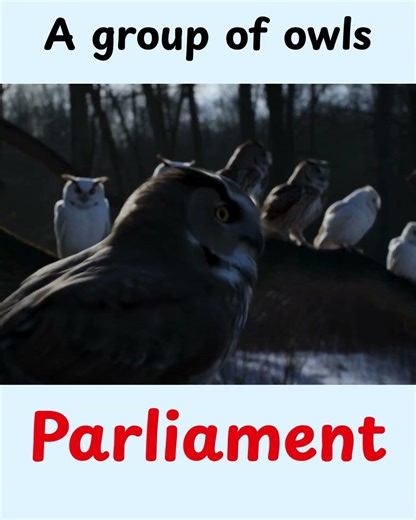 Stop saying “many animals” ❌Start speaking smart English ✅ #english