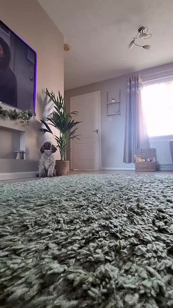 Piper_the_chocolate_cockapoo on TikTok