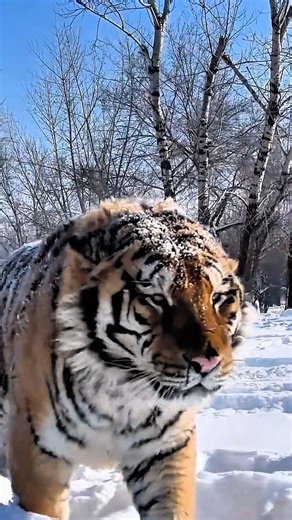 Tiger Is the Largest Cat on Earth #shorts #animals
