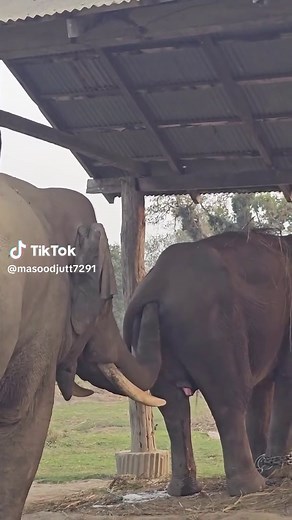 Funny Elephant Moments Compilation