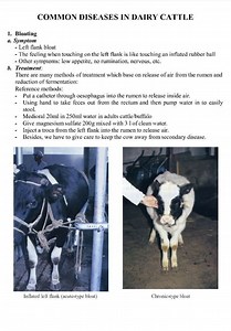 3.4K views · 23 reactions | Bloat | Animal Health Corner | Facebook