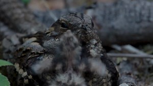 322K views · 10K reactions | And the prize for fluffiest chick goes...