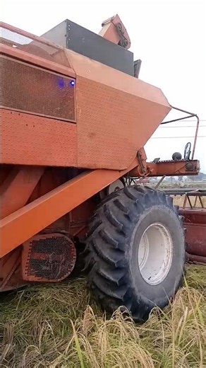 Combine Harvester Cutting Rice | Real Farming in Action