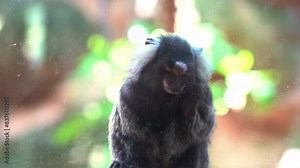 The small and curious marmoset, a tiny primate, perches at the dirty glass window of its confined zoo enclosure, intently watching visitors pass by, close up shot.