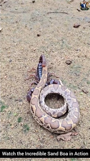 Watch the Incredible Sand Boa in Action #snake #wildliferescue #cobra #wildlifeentertainment