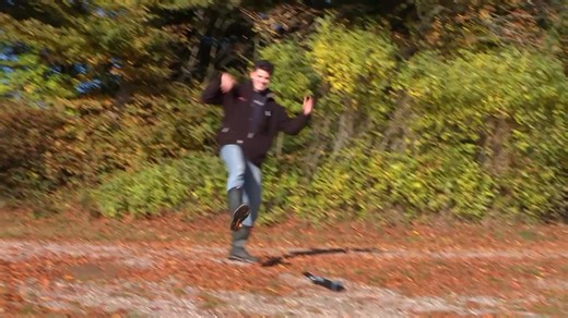 Se klippet: Fotograf får stød af køernes nye halsbånd