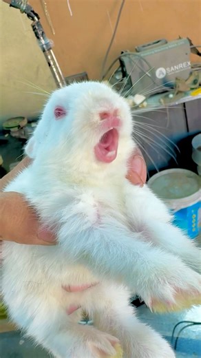 Baby Rabbit Starts Crying an Alert Message When I Pick It