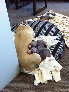 East Bay SPCA Says Backyard Dog Breeding Appears to be on the Rise