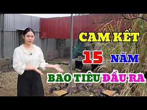 A NEW BREAKTHROUGH IN POULTRY FARMING: EASY TO RAISE, HIGH PROFIT, FARM GUARANTEES OUTPUT FOR UP ...