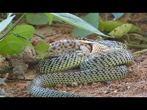 Golden Tree Snake eating a Tokeh gecko in northeastern Thailand.