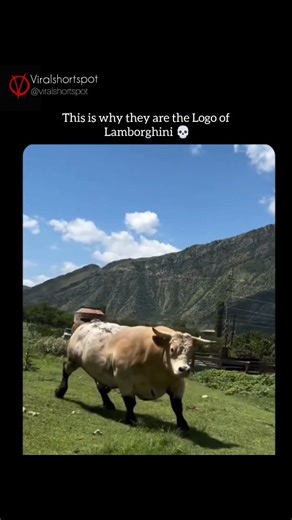 ExploreWorldShots | This massive bull looks like pure muscle carved out of stone — calm on the outside, but carrying explosive strength within. Watching it... | Instagram