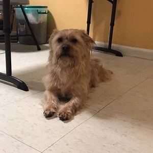 6.1K views · 371 reactions | UPDATE (02/20): Team, this dog is home!! We're thrilled to say that the dog's family has been found. Thanks to everyone who spread the word! PLEASE SHARE! Found dog! This dog was found on Saturday, February 17 in Elmhurst, Queens, NY. Please call (917) 746-5649 with any info! Follow this dog's Story here → https://fs.do/2pMpJF | Shadow | Facebook