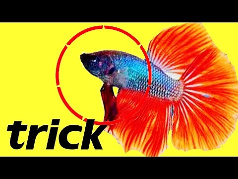 DIY How To TRAIN A FISH! Betta Fish JUMP THROUGH HOOP - Fish Tricks
