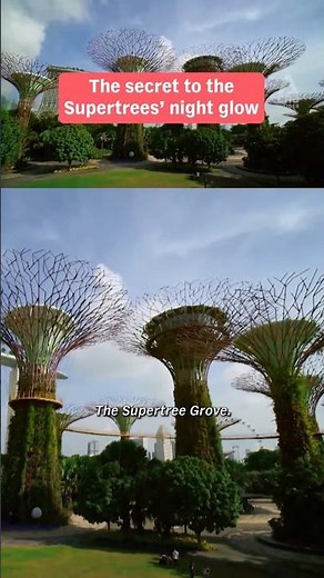 The secret to the Supertrees' night glow #singapore